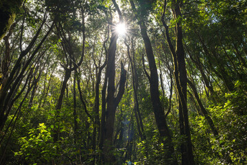 Fototapeta premium Sunburst through the laurel forest