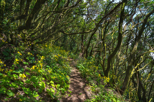 Wildflower-lined trail in laurel forest
