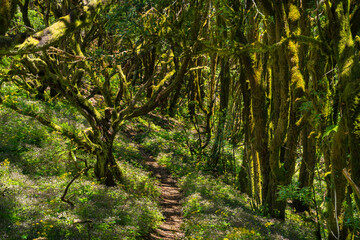 Fototapeta premium Trail through mossy laurel forest