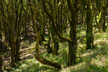 Fototapeta premium Twisted trunks on a forest slope