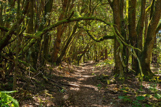 Arching branch over forest trail
