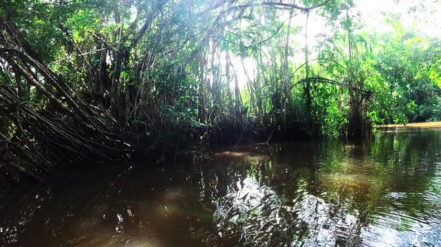 Amazon Rainforest Waterway in Ecuador with Fallen Branches, Brown Water, Dense Green Jungle