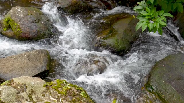 Panning view of a clear fast stream flowing between mossy boulders. Ideal for scenic fillers, travel videos, nature ambience, and documentary inserts.
