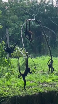 Group of black spider monkeys swinging and playing on branches
