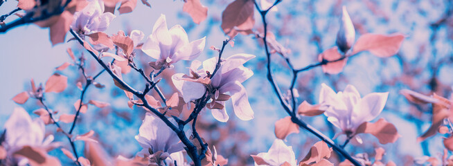 Blossoming Magnolia tree. Pink magnolia flowers. Natural vintage flowers background © vvvita