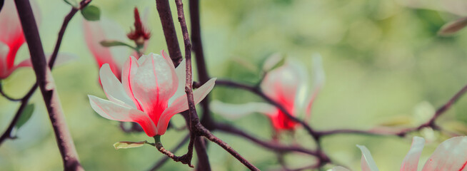 Blossoming Magnolia tree. Red magnolia flowers. Natural vintage flowers background © vvvita