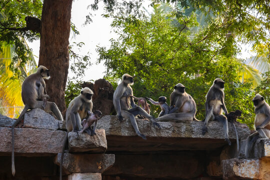 Group of wild gray langur monkeys with babies sitting and resting on ancient stone structures and ruins under trees in Hampi, India. Wildlife, animal behavior and historic landscape view.
