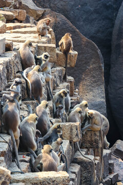 Group of wild gray langur monkeys sitting and resting on ancient stone steps and granite rock formations in Hampi, India. Wildlife, nature, animal behavior and historic landscape landmark view.