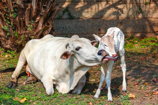 Sacred zebu cow licking its newborn calf in Hampi, India. Touching moment of animal affection, white cattle mother caring for baby, traditional rural scene in South Asia, outdoor nature photography.