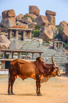 Sacred brown zebu bull standing in front of ancient stone architecture and giant boulders in Hampi, India. Historic Hindu temple ruins, archaeological site, cultural landmark and tourist attraction.