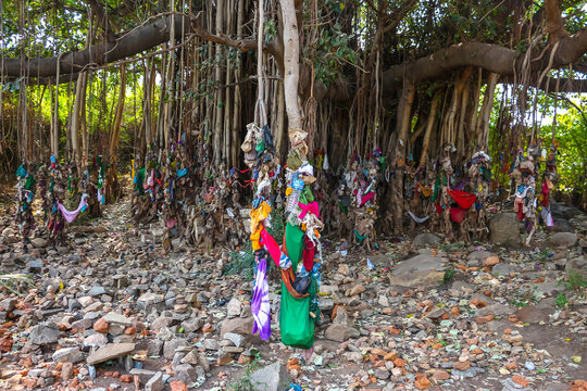 Sacred banyan tree with hanging colorful cloths, rags and offerings tied to aerial roots in Hampi, India. Spiritual Hindu ritual site, tradition, culture and historic heritage landmark view.