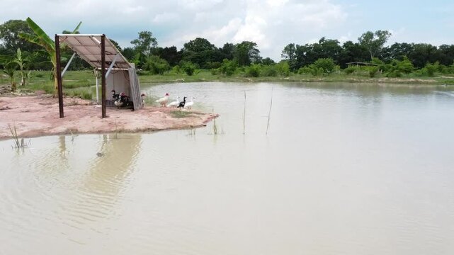 Domestic Asian water buffalo in a wooden stall, chickens feeding on a livestock farm, and colorful koi fish swimming in a freshwater pond.
