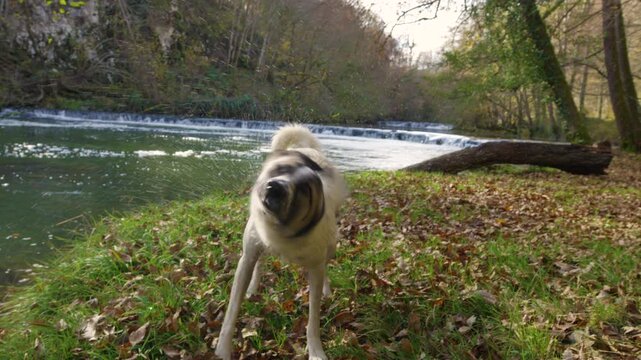 CLOSE UP: Wet mixed breed dog shakes off water on a grassy riverbank, sending droplets into the air. Sunny autumn setting, scattered leaves and colourful woodland backdrop in Dolenjska, Slovenia.