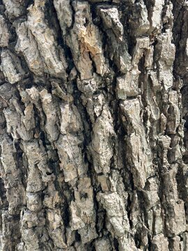 bark of a tree 1