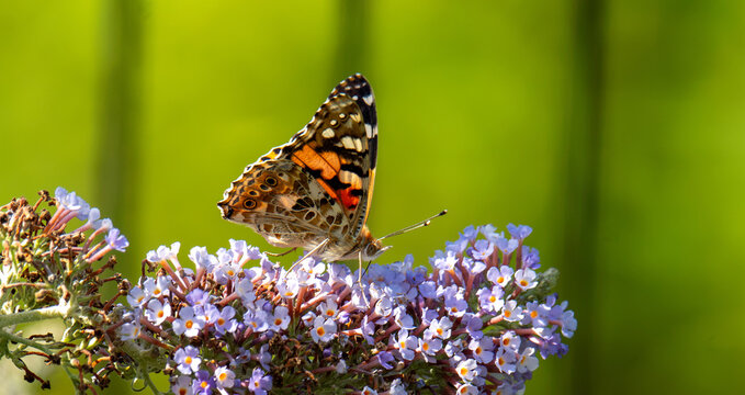 Schmetterlinge, Admiral