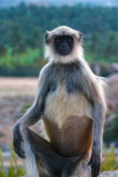 Wild Hanuman langur monkey sitting and looking at camera with curiosity in Hampi, India. Close up portrait of grey primate with black face, wildlife nature photography in South Asia.