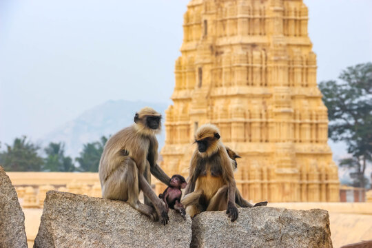 Wild Hanuman langur monkeys sitting on stone wall with ancient temple tower in background in Hampi, India. Family of primates with baby monkey, wildlife nature scene at historic archaeological site.