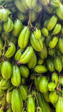 Close Up Bunch of Fresh Green Bilimbi Fruits Growing on Tree Branch