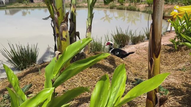 Domestic Asian water buffalo in a wooden stall, chickens feeding on a livestock farm, and colorful koi fish swimming in a freshwater pond.