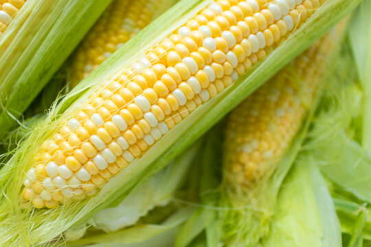 A close-up of freshly picked corn cobs with golden kernels partially wrapped in green husk
