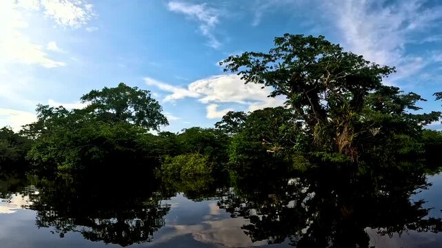 Calm Amazon Rainforest Waterway in Ecuador with Flooded Trees, Dark Reflections, Blue Sky and Remote Tropical Wetland Nature Travel Landscape