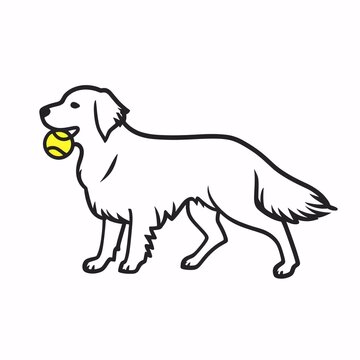 golden retriever dog
