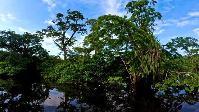 Flooded Tropical Rainforest in Ecuador with Green Trees, Dark Water, Reflections, Blue Sky and Remote Amazon Wetland Wilderness Landscape