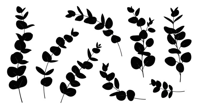 Black silhouette eucalyptus sprigs various arrangement isolated white background