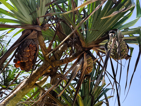Tropical Pandanus Tree Branches with Green Leaves and Exotic Fruits 