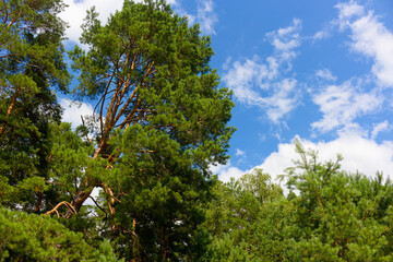 Fototapeta premium Majestic tall pine trees reaching towards a bright blue summer sky with fluffy white clouds, showcasing vibrant green needles and textured rustic trunks in a peaceful woodland forest setting
