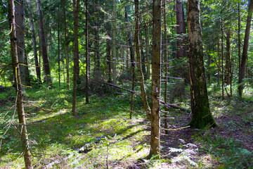 Sunlight streams through the dense canopy of a wild coniferous forest, illuminating thick moss and tall pine trunks in a peaceful, serene woodland retreat for nature lovers © PhotoChur