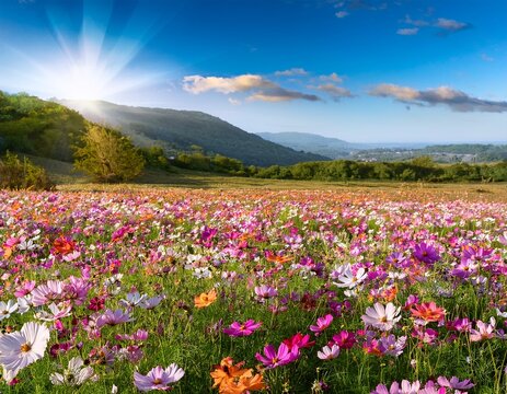 multicolor cosmos meadow field spring