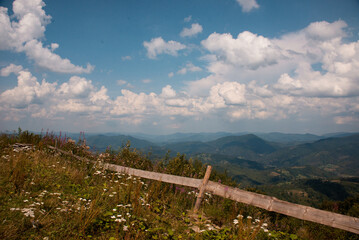 Naklejka premium Beautiful mountain landscape with green slopes and wild blooming flowers in summer.