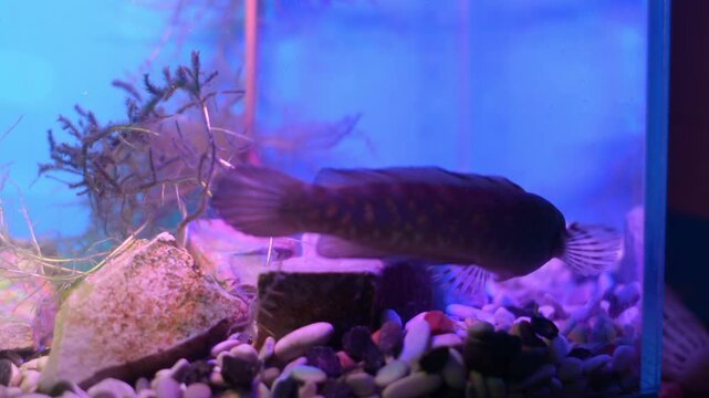 Quick Turn of Channa Fish Noticing Food in Blue and Pink Aquarium
