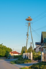 Obraz premium White storks stand in a stork nest on a power line pole under blue sky