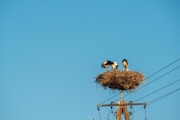 Obraz premium White storks stand in a stork nest on a power line pole under blue sky