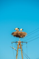Obraz premium White storks stand in a stork nest on a power line pole under blue sky