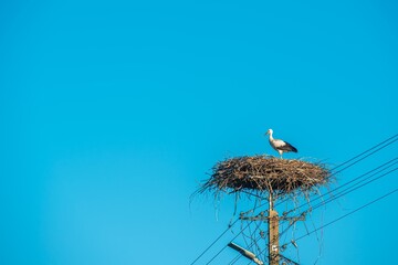 Obraz premium White storks stand in a stork nest on a power line pole under blue sky