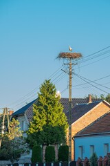 Obraz premium White storks stand in a stork nest on a power line pole under blue sky