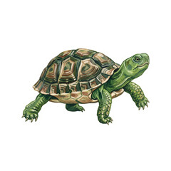 Fototapeta premium Detailed hand painted green turtle illustration showing textured shell patterns on a soft white on transparent background