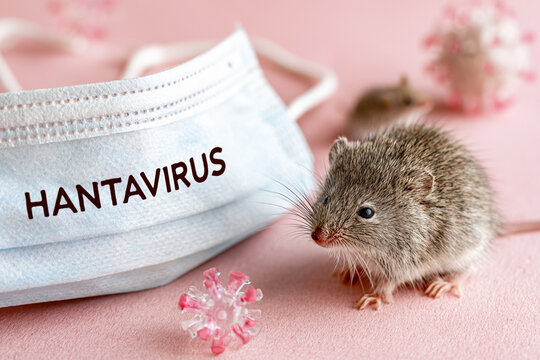 Hantavirus concept with a small mouse beside a medical mask on a pink background, symbolizing zoonotic infection risk.