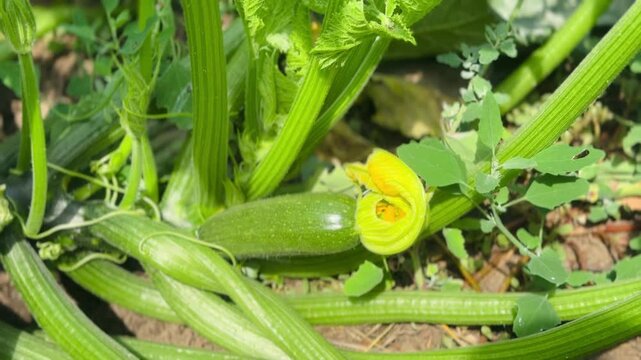 Young zucchini growing in the vegetable garden