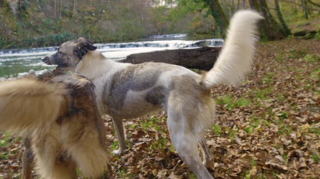 CLOSE UP, LENS FLARE: Two dogs burst into playful action on a riverbank covered with fallen autumn leaves, as one wet Scottish shepherd mix shakes off water and a white mixed breed leaps against it.