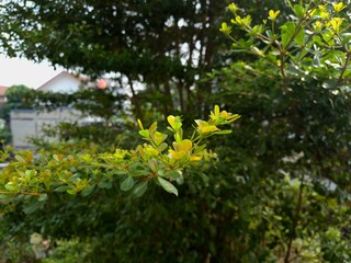Fresh green leaves of Terminalia mantaly or Madagascar almond tree in the garden  © adehera