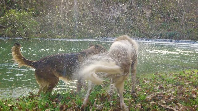 LENS FLARE: Two dogs play at the riverbank as they shakes off a burst of water. Joyful outdoor moment of furry companions, surrounded by vibrant autumn leaves, green grass and colorful forest scenery.