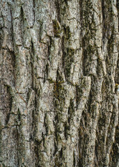 Naklejka premium Close-up of rough tree bark texture with natural cracks, layered patterns, and a weathered surface.