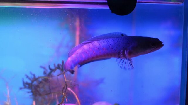 Dwarf Snakehead Fish Gliding Through Illuminated Purple Fish Tank

