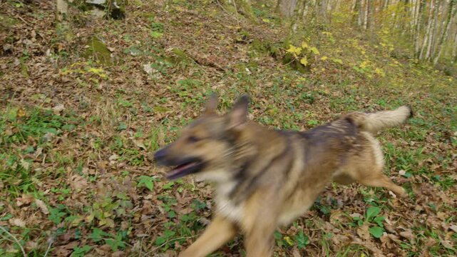 Lively and energetic dogs race across a forest slope covered in fallen foliage during a sunny autumn walk. White mixed breed leads the chase while shepherd mix follows close behind as they run around.