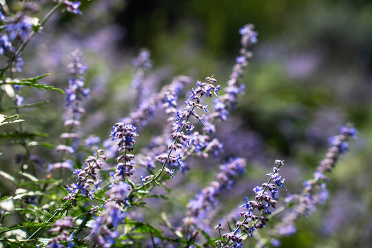 Blossoming purple russian sage flowers plant macro branch bokeh texture vertical view.
