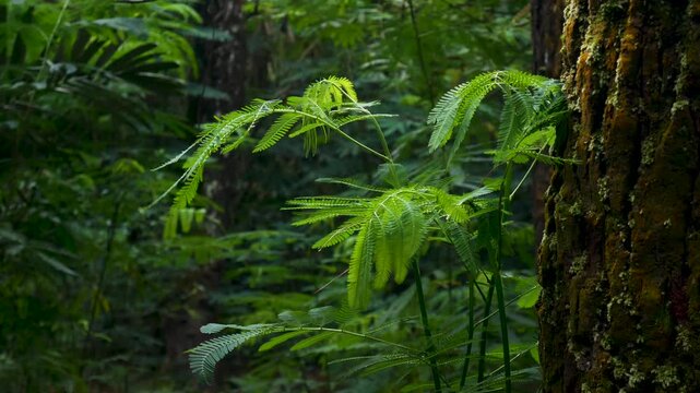 Slow motion shot of acacia leaves (Leucaena leucocephala) moving gently in cool mountain wind. Perfect for relaxing scenes, meditation visuals, and calm nature backgrounds.